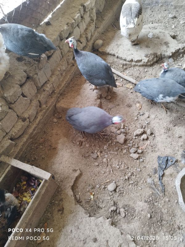 Sesarka sotiladi tuxum qoʻyadi Sesarka sotiladi tuxum qoʻyadi