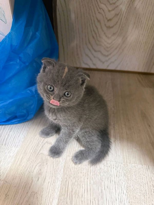 Mushukchalar sotiladi scottish fold Mushukchalar sotiladi scottish fold