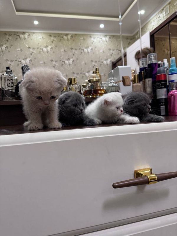 Британские вислоухие котята