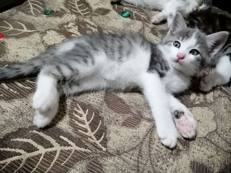 Отдам даром кота Отдам даром кота