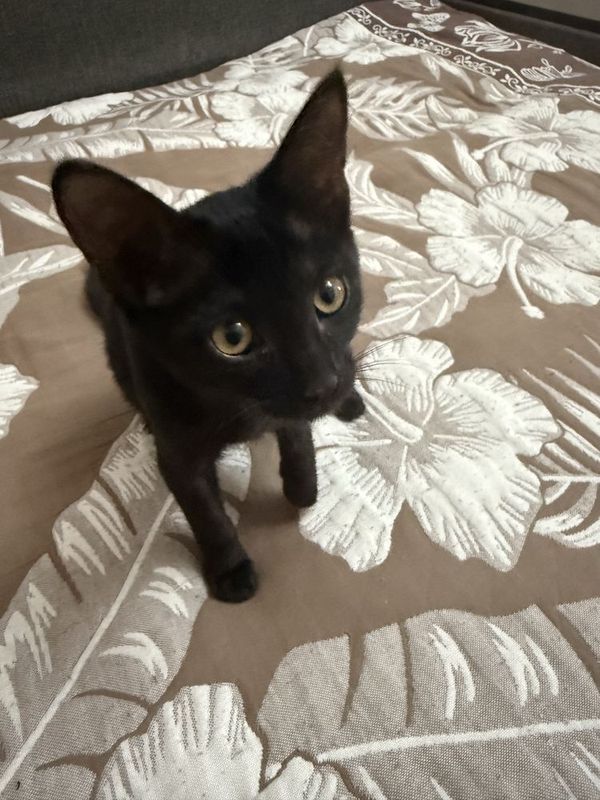 Котенок девочка отдам даром Котенок девочка отдам даром