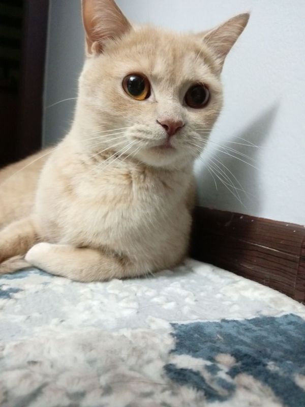 Скоттиш страйт прямоухая кошка Скоттиш страйт прямоухая кошка