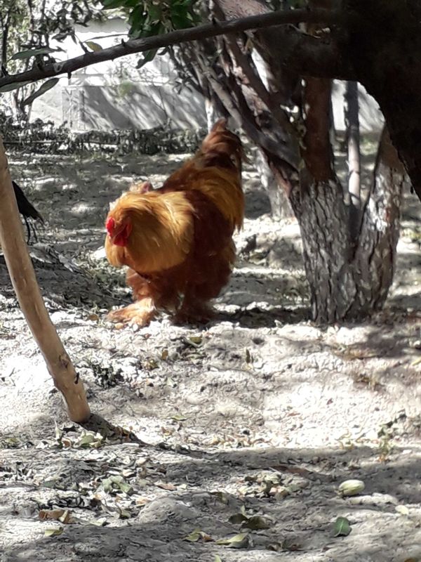 Zotdor Brama xoʻroz Zotdor Brama xoʻroz