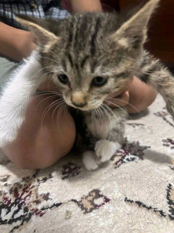 котенок даром в добрые руки котенок даром в добрые руки