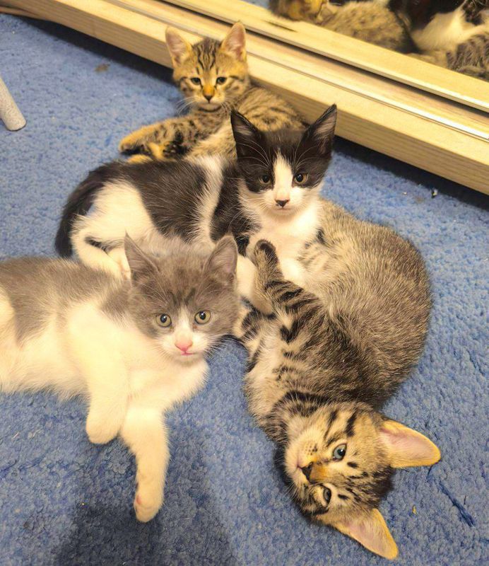 Отдам Домашних котят в добрые руки))
