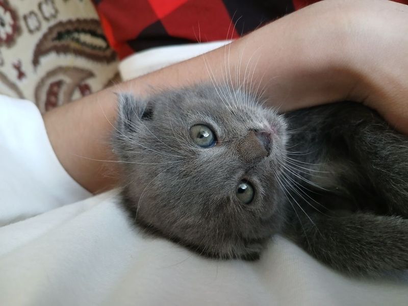 Sotuvda Scottish Fold mushugi! Narxi Yosh: 1 oylik Jins: Qiz bola Sotuvda Scottish Fold mushugi! Narxi Yosh: 1 oylik Jins: Qiz bola
