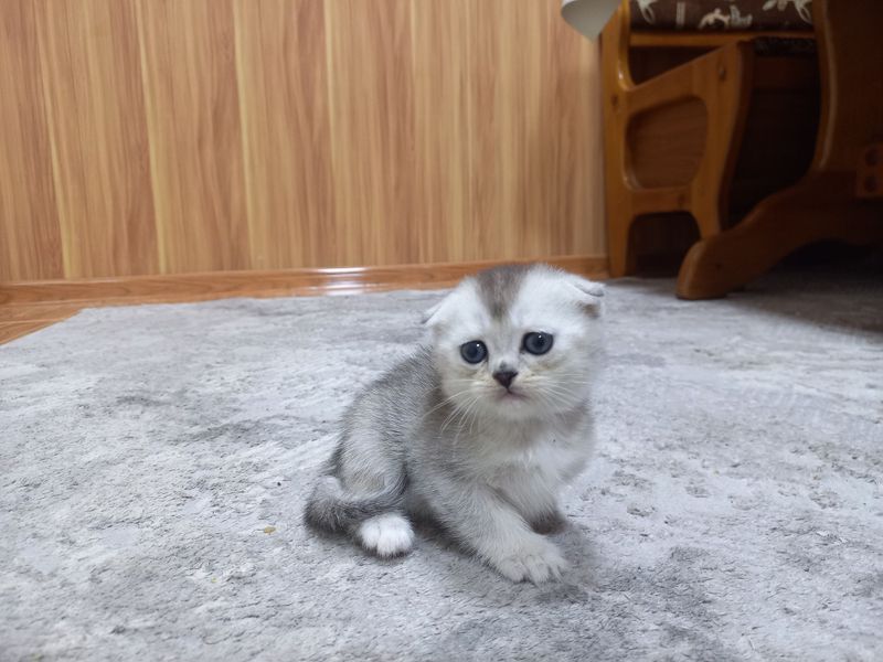 Mushukcha skidkada sotiladi Mushukcha skidkada sotiladi