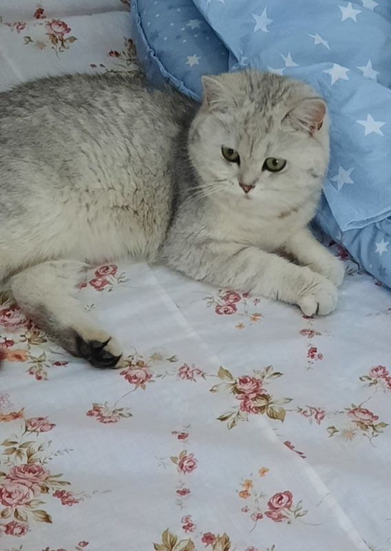 Britanskiy koshka Britanskiy koshka