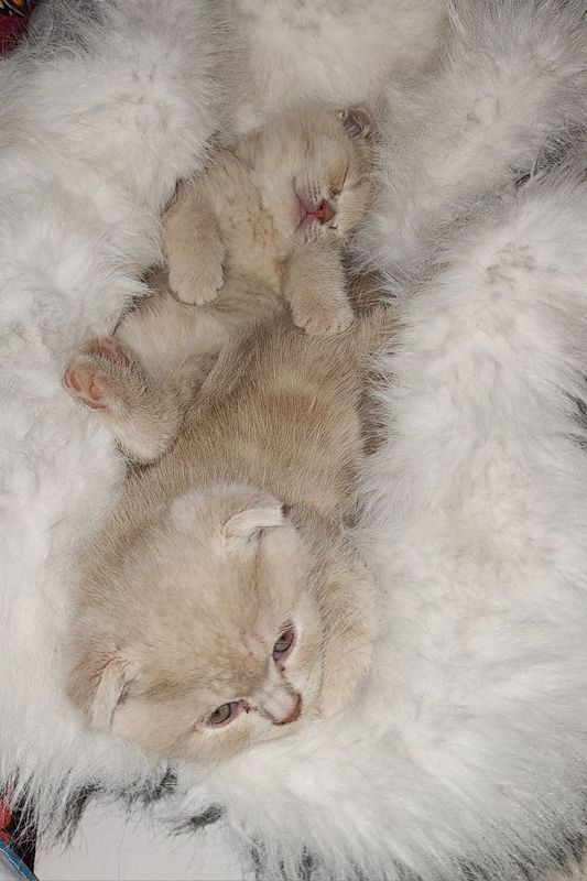 Котёнка 3 месяц мальчик и девочка очень весёлая продаётся Котёнка 3 месяц мальчик и девочка очень весёлая продаётся