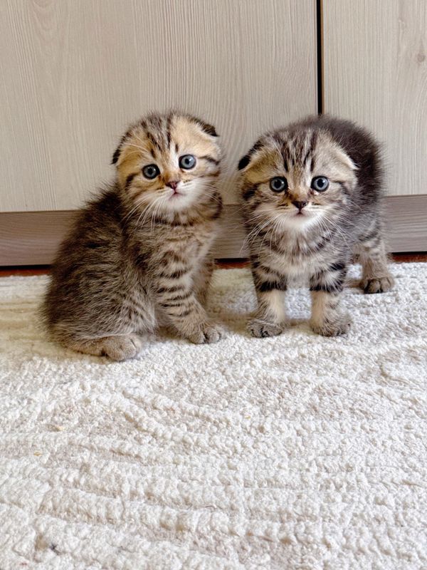 Скоттиш фолд чистокровная девочка