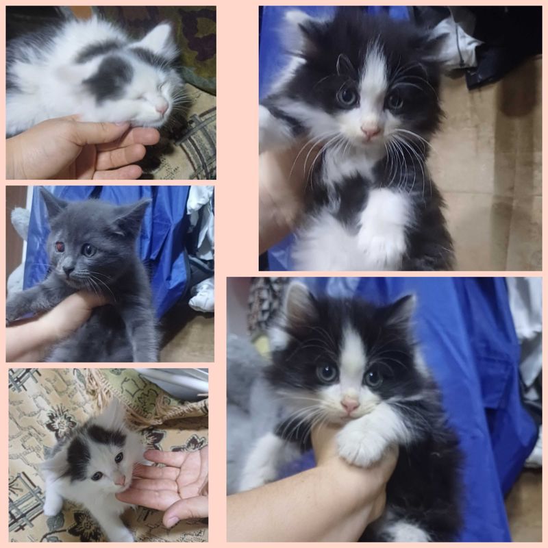 Котята малыши оо Котята малыши оо