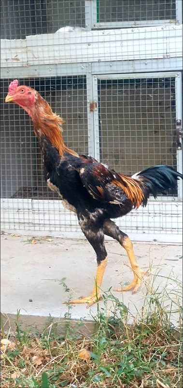 Zalatoska horoz saman tovuq qon toza narsa Zalatoska horoz saman tovuq qon toza narsa