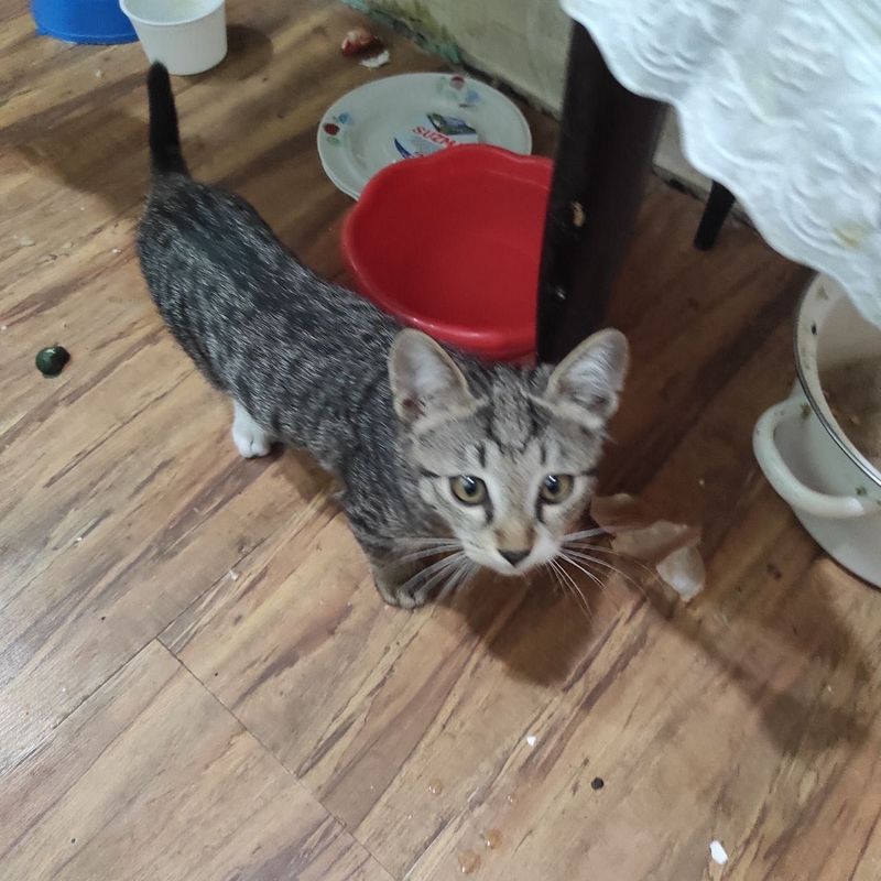 Котята маленькие домашние Котята маленькие домашние