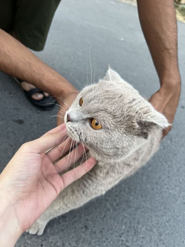 Вязкага скотиш фолд