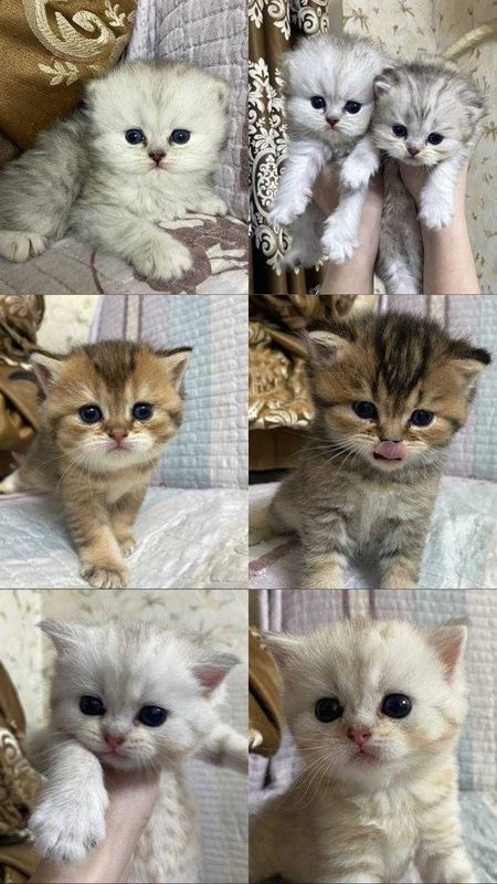 Продаются британские котята шиншиллы, 2 месяца Продаются британские котята шиншиллы, 2 месяца