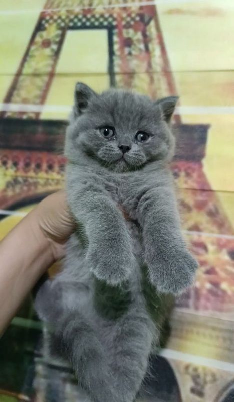 Продаются котята! Породы скоттиш страйт и скоттиш фолд. Продаются котята! Породы скоттиш страйт и скоттиш фолд.