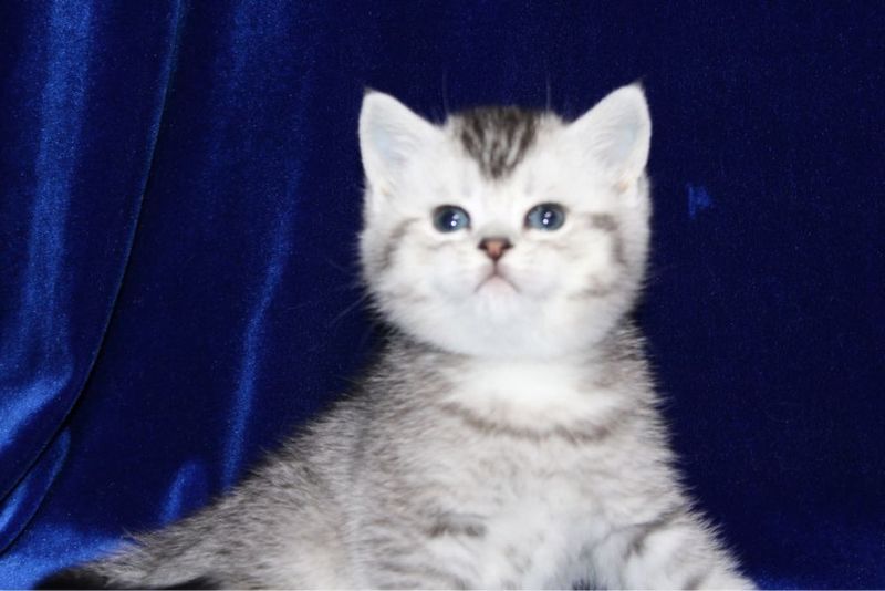 Скоттиш страйты! Мальчики! Скоттиш страйты! Мальчики!