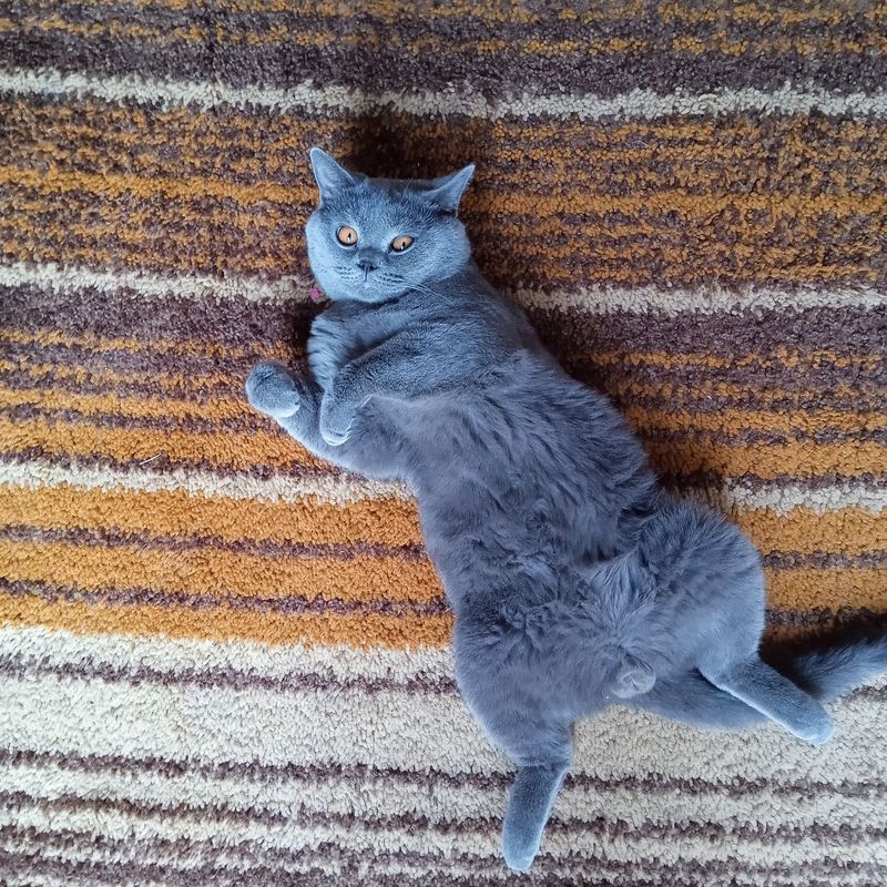Вязька кот. Шотландский скоттиш страйт. Пепелного цвета. Вязька кот. Шотландский скоттиш страйт. Пепелного цвета.