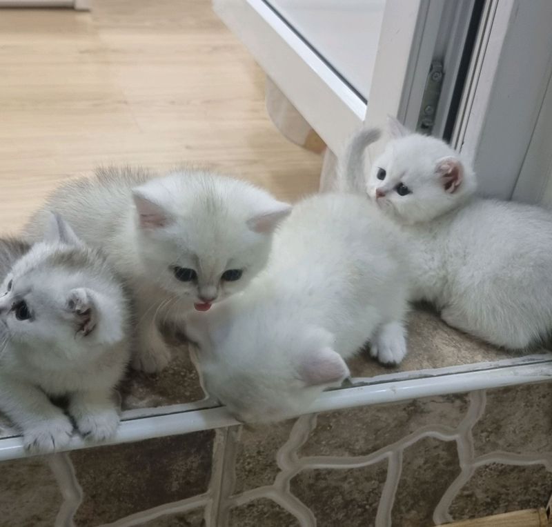 продаются британские котята продаются британские котята