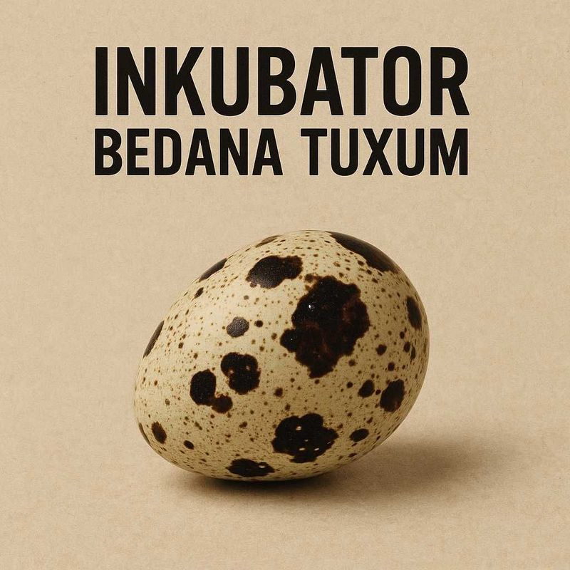 Inkubator Bedana Tuxumlar Inkubator Bedana Tuxumlar