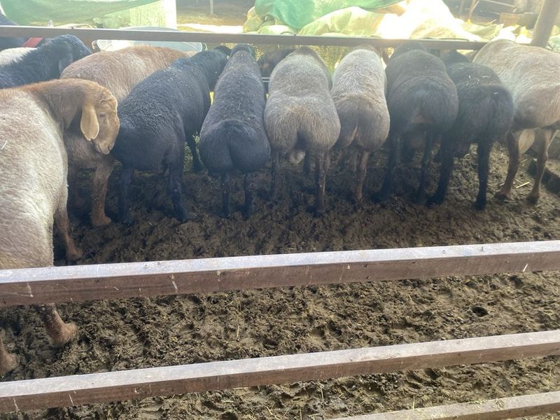 Qurbonlikka qochqorlar zõlari bor Qurbonlikka qochqorlar zõlari bor