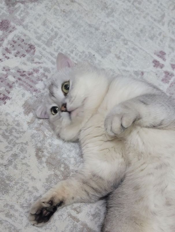 Продам британского кота,серебристая шиншила. Продам британского кота,серебристая шиншила.