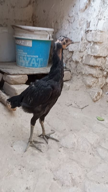 Jujaxuroz sotiladi