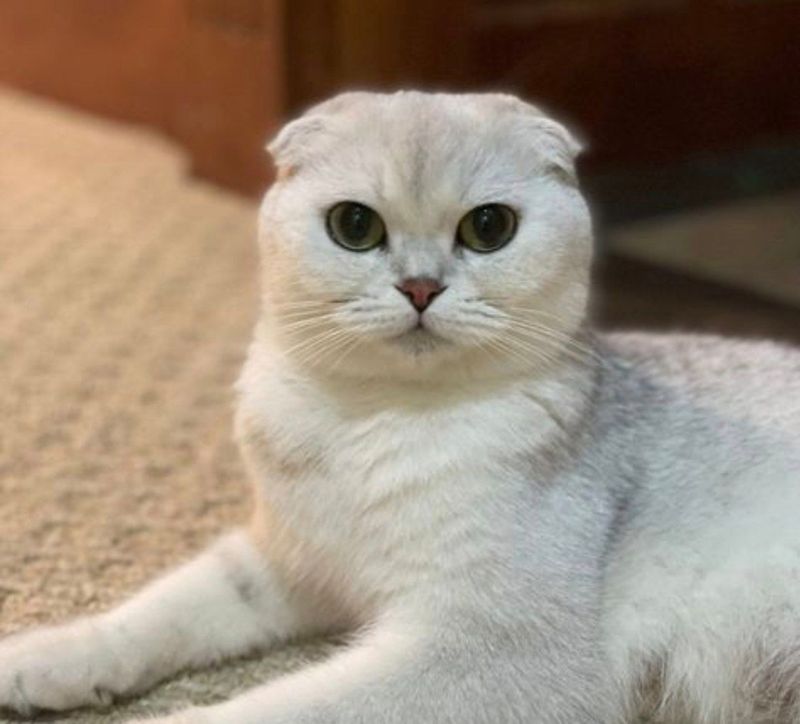 скоттиш фолд девочка скоттиш фолд девочка