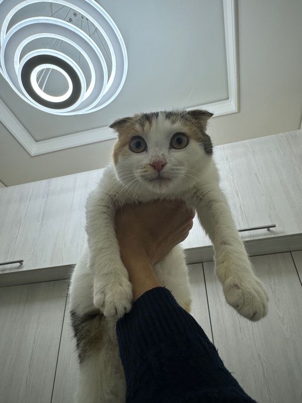 Кошка скотш фолд