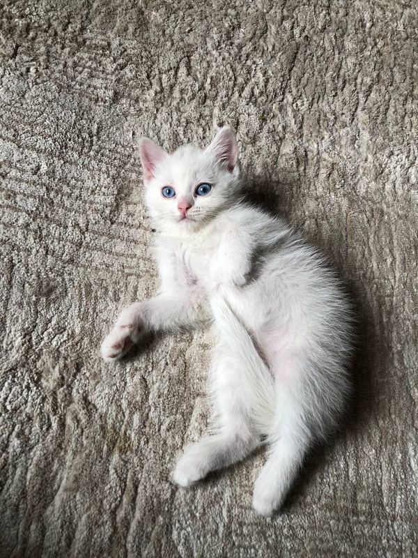 Скотиш страйт 2 ойли