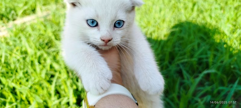 Scottish Fold oʻgʻil bola 2oylikdan katta