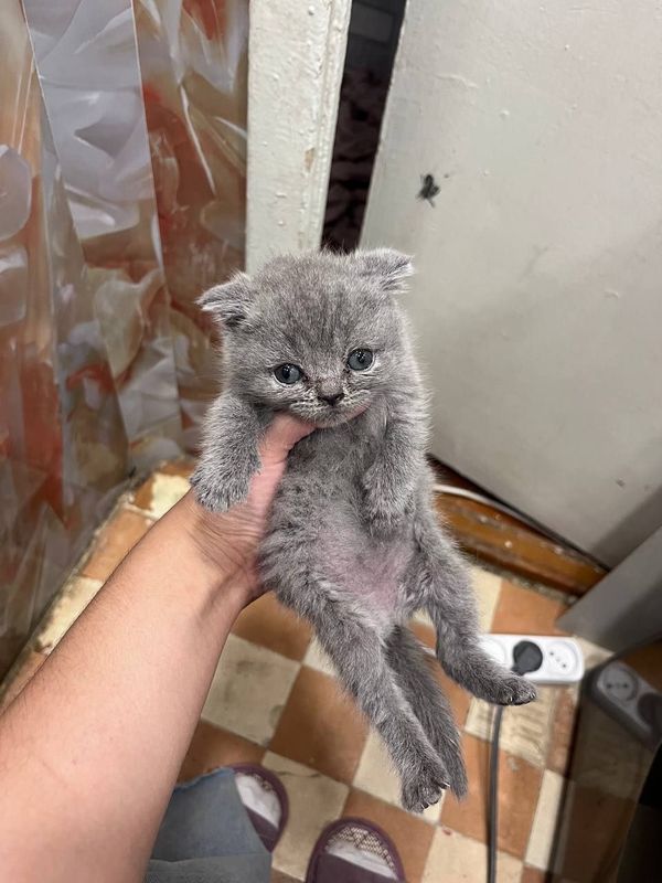 Продам котят кошки . 5 штук и маму кошку британский веслаух Продам котят кошки . 5 штук и маму кошку британский веслаух