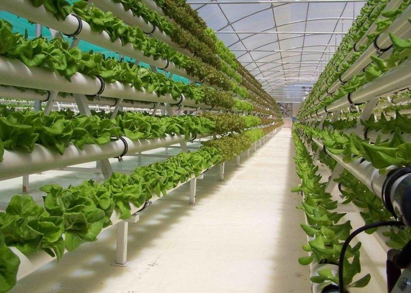 Хамкор инвестор керак. Гипдропоника