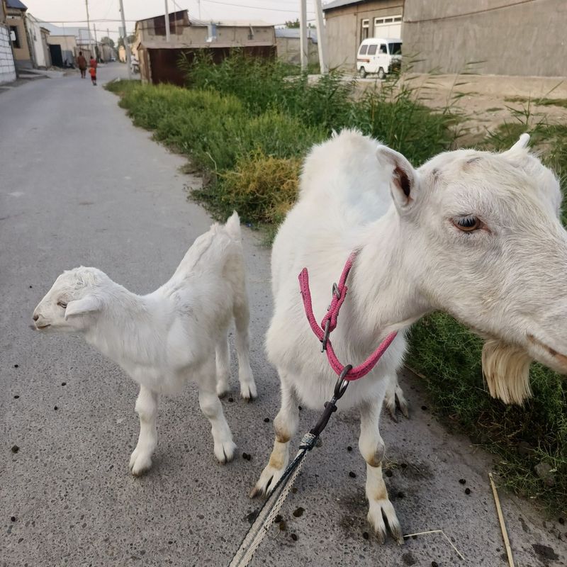 Zamin zotli echki sotiladi 2 litr sut beradi Zamin zotli echki sotiladi 2 litr sut beradi