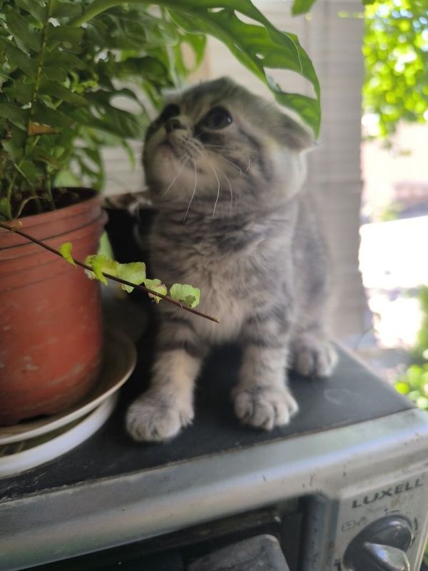 Продаются котята вислоухие скотишфолд Продаются котята вислоухие скотишфолд