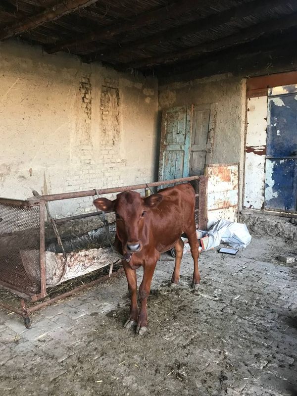Ona bola sigirlar sotiladi Ona bola sigirlar sotiladi