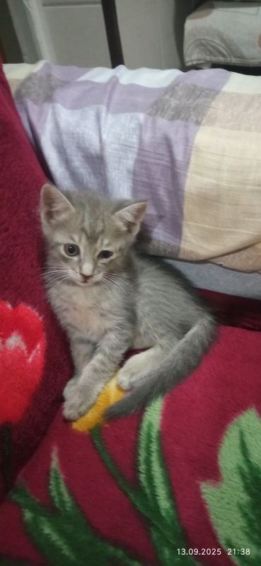 Домашние котята Uy mushukchalari