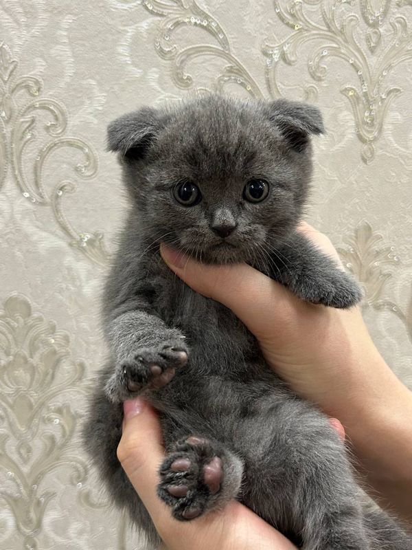 Кошки / породистые Кошки / породистые