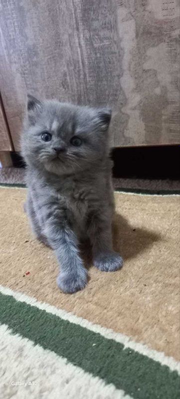 продаётся котята