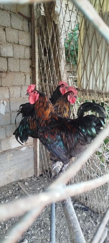 Horozllar sotiladi aralash qora shahzodayam bor. Horozllar sotiladi aralash qora shahzodayam bor.