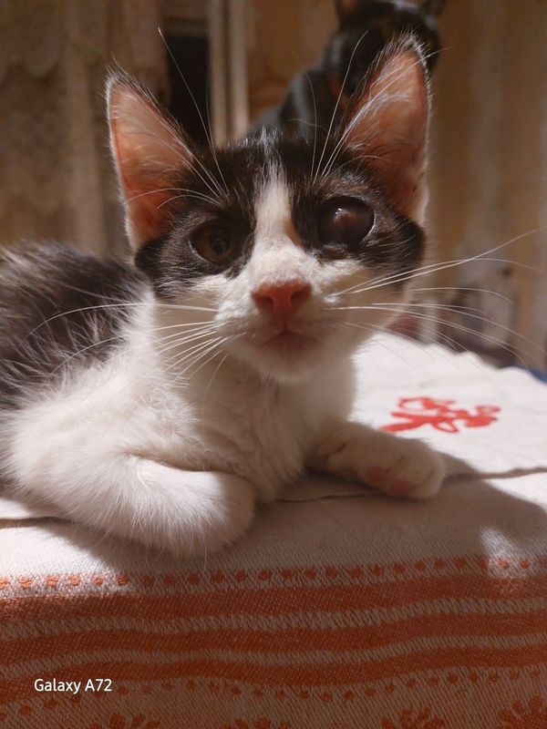 Котята в добрые руки! Котята в добрые руки!