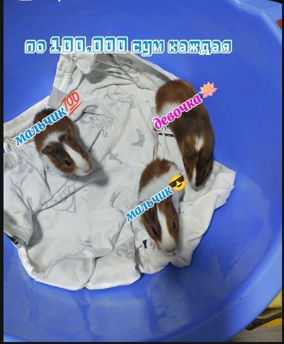Морская свинка домашние животные Морская свинка домашние животные