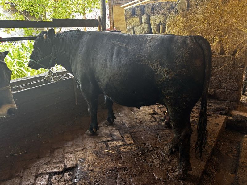 2 ta buqa sotiladi Angus 2 ta buqa sotiladi Angus