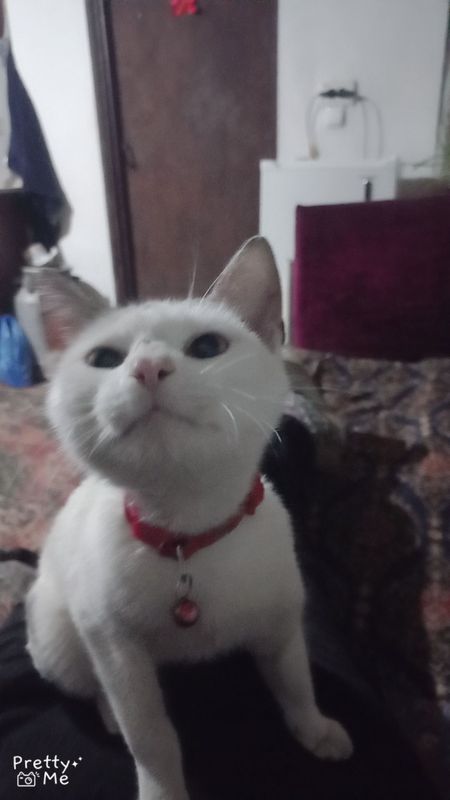 Отдам кота Псяй в добрые руки ,нам 9месяцев. Отдам кота Псяй в добрые руки ,нам 9месяцев.