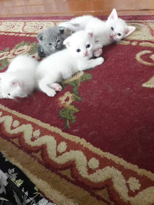 Mushuklar sotiladi Mushuklar sotiladi