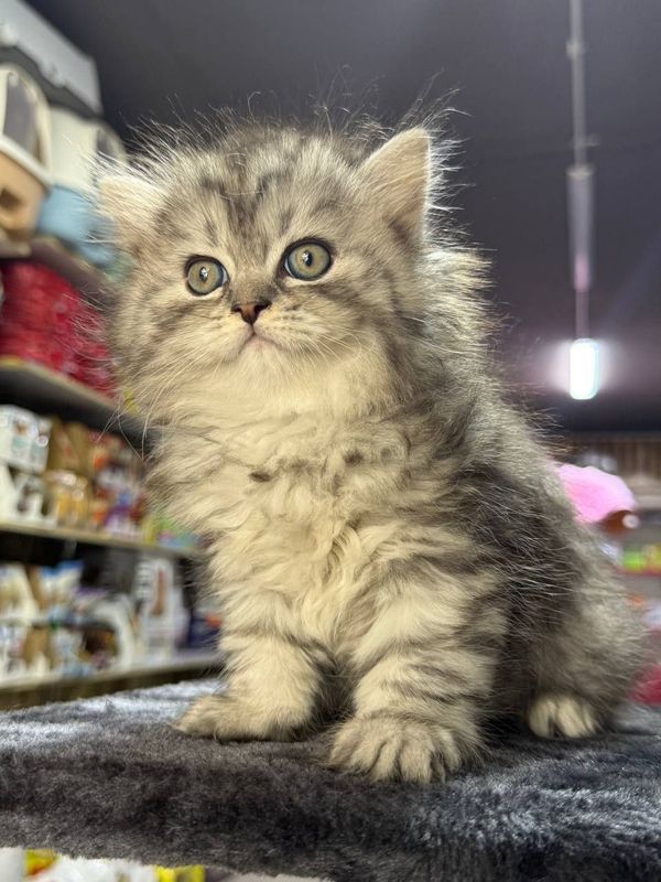 Продаются котята! Продаются котята!