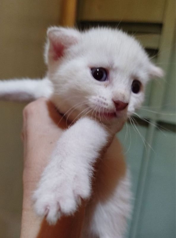 Продается котенок
