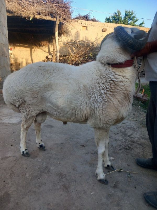Qo'chqor 3yoshli urushqoq Qo'chqor 3yoshli urushqoq