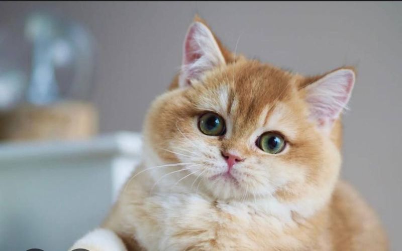 koshka shinshila