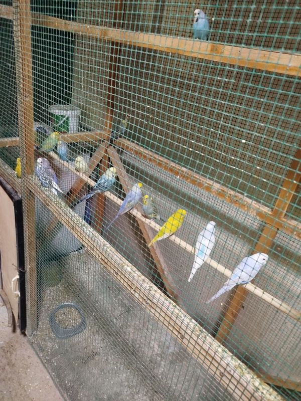Papugayla sotilati 17 dona kelishtirb beraman xammasi kotta qushla